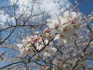 IMG_1206