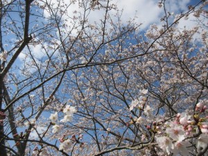 IMG_1207
