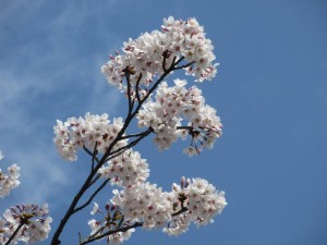 IMG_1230