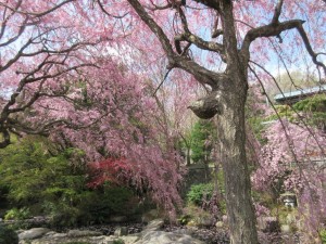 IMG_1235
