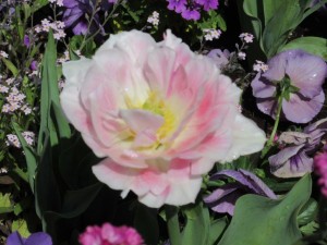 IMG_1304