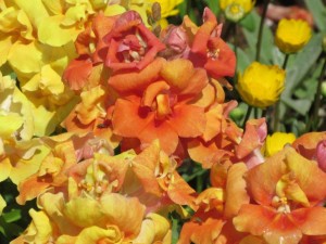 IMG_1305