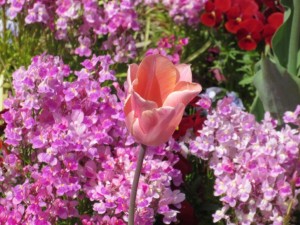 IMG_1309