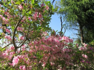 IMG_1425
