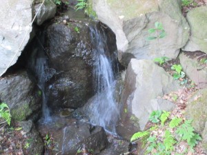 IMG_1426