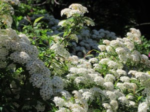 IMG_1432
