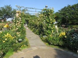 IMG_1445