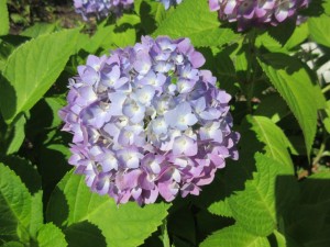 IMG_1521