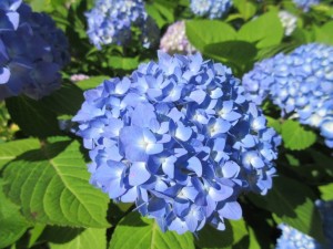 IMG_1523