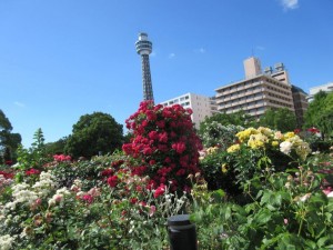 IMG_1527