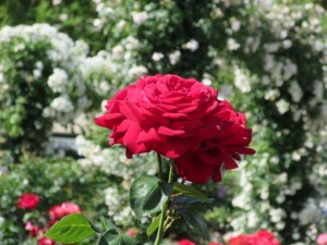 IMG_1528