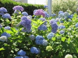 IMG_1529