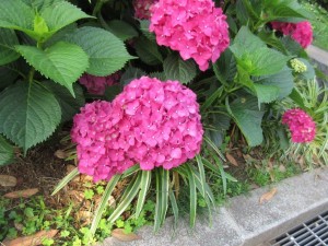 IMG_1622