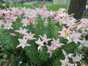 IMG_1635