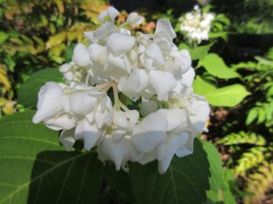 IMG_1645