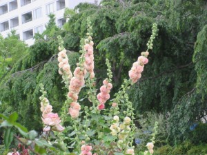 IMG_1696