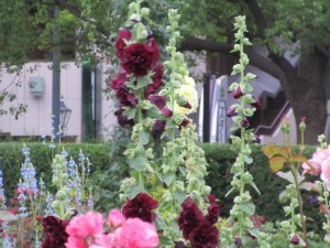 IMG_1698