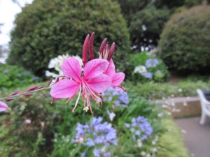 IMG_1700