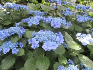 IMG_1785