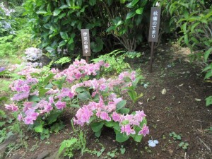 IMG_1789