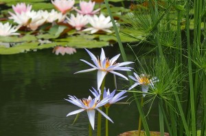 2018-07-01 花蓮祭り 毛呂山 (11)