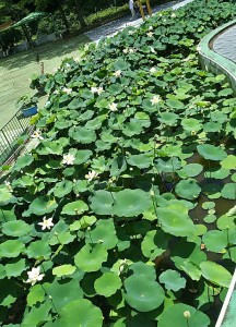 2018-07-01 花蓮祭り 毛呂山 (4)