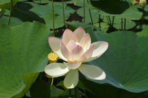 2018-07-01 花蓮祭り 毛呂山 (7)