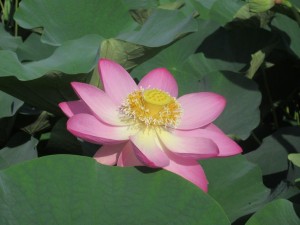 IMG_1857