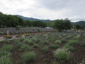 IMG_1919