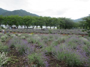 IMG_1920