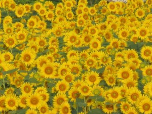 IMG_2010