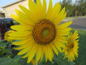 IMG_2022