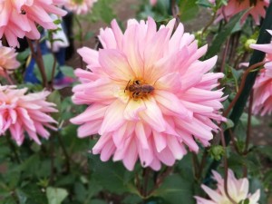 IMG_20181008_101906