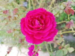 IMG_20181020_064633