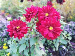 IMG_20181020_064817