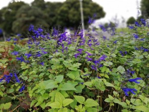 IMG_20181020_072636
