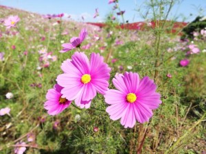 IMG_20181025_101127