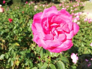 IMG_20181025_104640