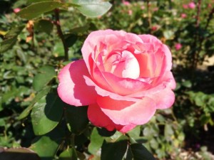 IMG_20181025_104722