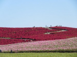 IMG_2387