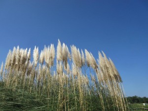 IMG_2398