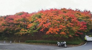 秩父ミューズパーク (4)
