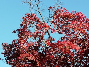 IMG_20181123_082933