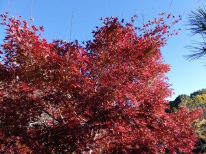 IMG_20181123_084528