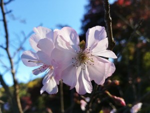 IMG_20181123_084638