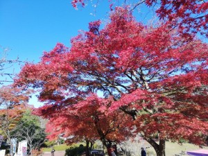 IMG_20181125_090845