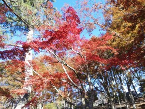 IMG_20181125_091450