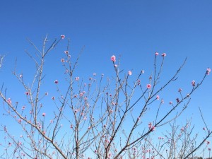 IMG_2494