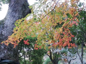 IMG_20181202_084910