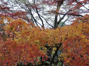 IMG_20181202_130125